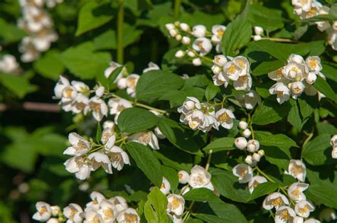 Mock Orange: Plant Care & Growing Guide