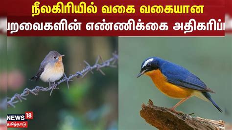 நீலகிரியில் பறவைகளின் எண்ணிக்கை அதிகரிப்பு | Nilgiri Birds