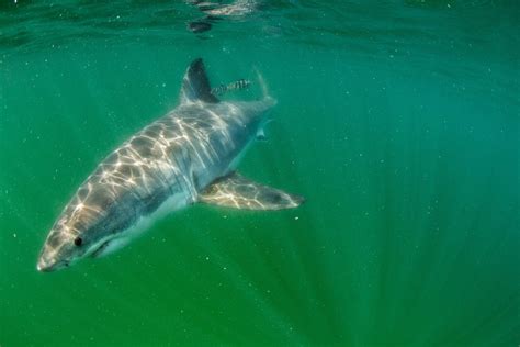 Great white sharks are venturing to Maine and beyond | National Geographic