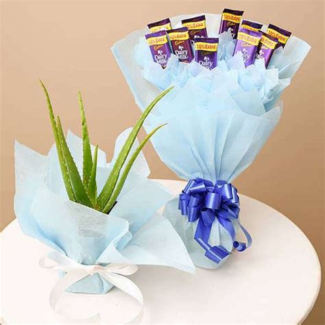 Buy Aloe Vera Plants online from Nurserylive at lowest price.