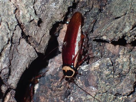 Australian Cockroach 的图像结果