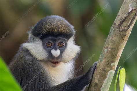 Image result for Red Thread Monkey