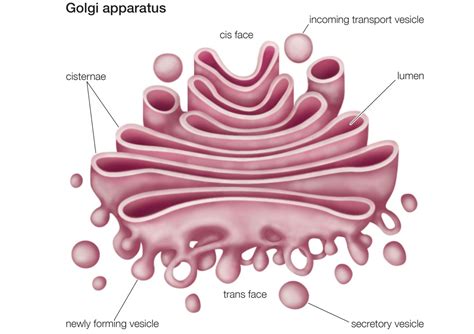 Golgi Apparatus Analogy