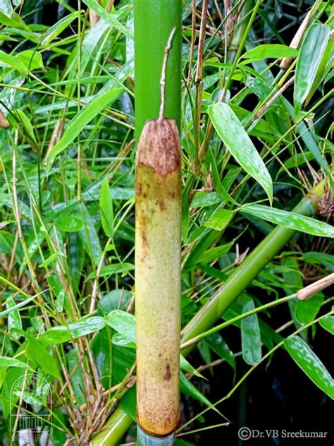 Ochlandra setigera | Bamboo Info