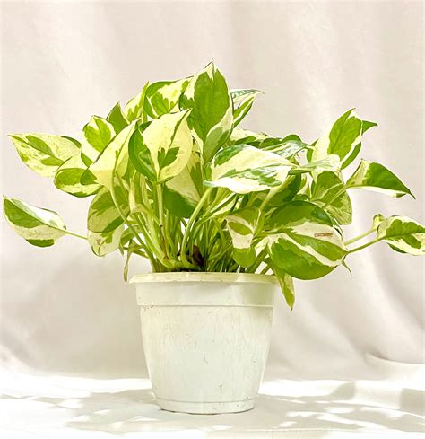 scindaspus-njoy – Dream Green