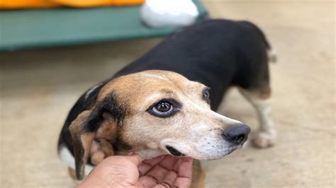 Local pet rescues worry about increase in animals | rocketcitynow.com