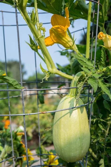Growing Spaghetti Squash | HGTV