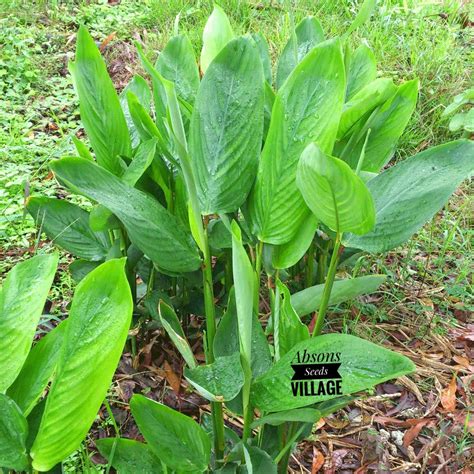 Seeds village Rare Endangering Species Maranta arundinacea,Arrowroot ...