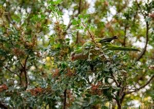 Parrot birds poster, Birds poster , POSTER, ANIMALS Poster for Wall ...