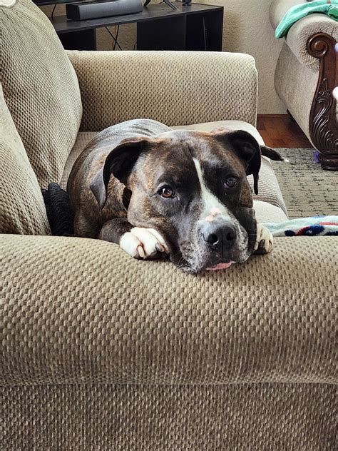 Draven dog name - meaning, origin, personality and popularity | Sniffspot