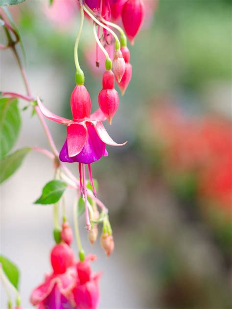 Growing Hardy Fuchsia: Caring For Hardy Fuchsias In The Garden