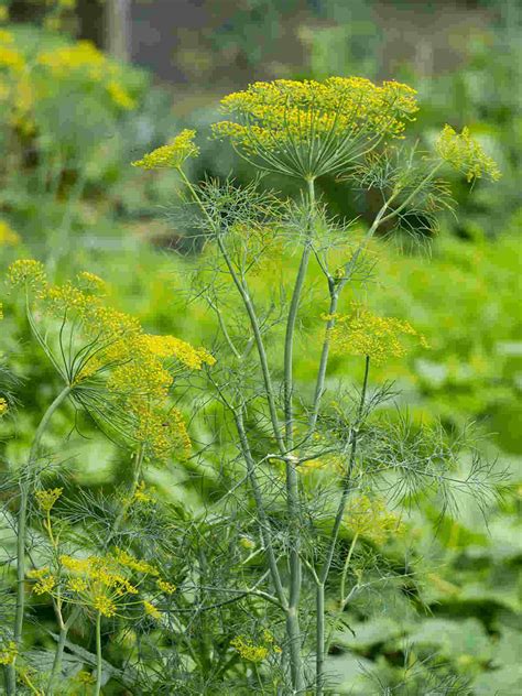15+ Plants that look like dill: Ultimate Collection - The Sleeper Must ...