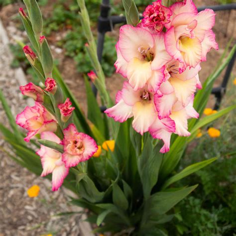 Gladiolus Bulbs Growing at Dennis Chapman blog