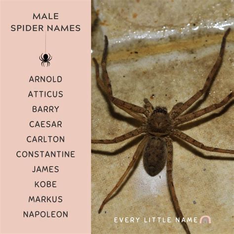 280+ Best Spider Names (Cool, Funny, and Cute) - Every Little Name