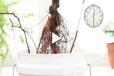 Flash Fire Maple Tree Problems 的图像结果