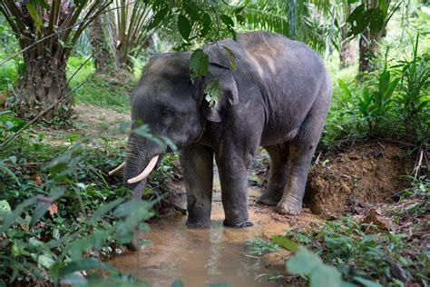 Image result for Elephant Problem Solving