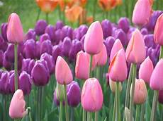 significato fiori tulipani most beautiful tulip flowers moods mania significato fiori tulipani most beautiful tulip flowers moods mania
