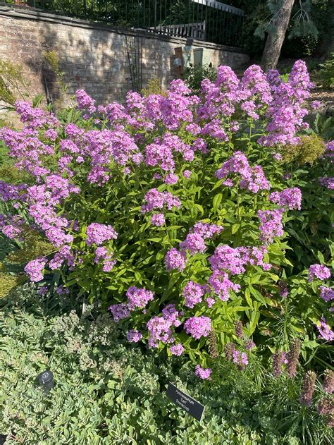 Winning Perennial Plant Adds Color and Fragrance - AGREEN1