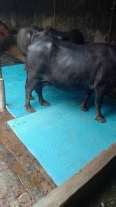 Ursus Natural Rubber Cow Mat, Interlocking Mats Cow, Dog, Guinea Pig ...