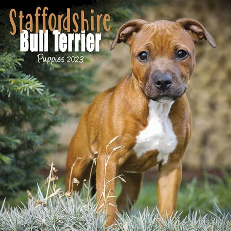 Amazon.in: Buy Staffordshire Bull Terrier Puppies Mini Square Wall ...