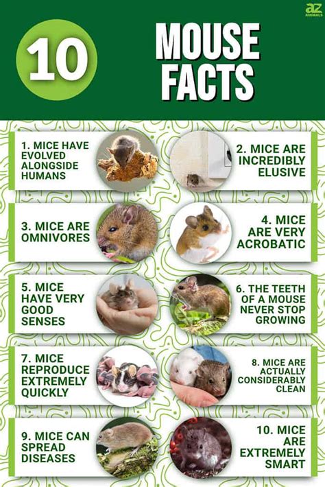 Image result for Mouse Facts