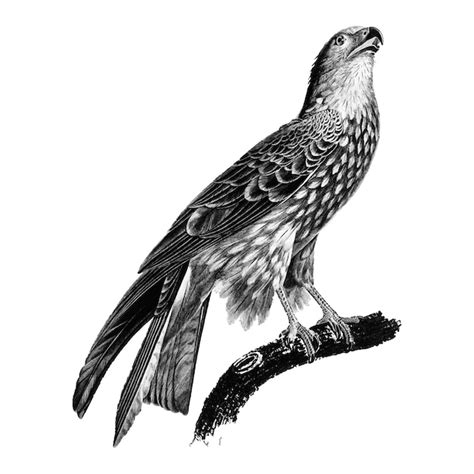 Vintage illustrations of black kite | Free Vector