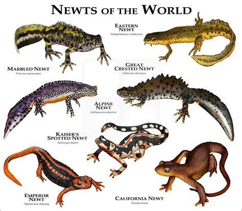 Newts of the World Poster Print - inkart