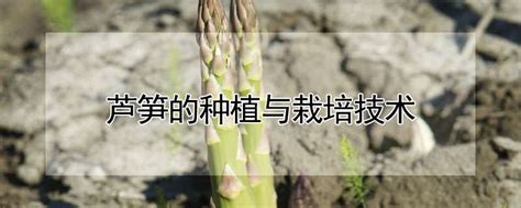 芦笋怎么种植技术视频 —【发财农业网】