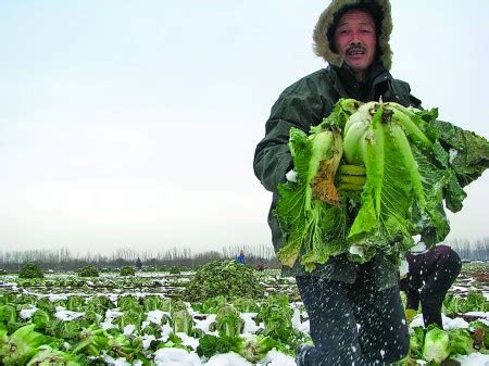 冬季农村勤奋的人会种各种蔬菜，河南农村冬季庄稼和蔬菜实拍__凤凰网
