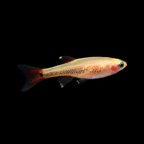 Gold White Cloud Minnow (Tanichthys albonubes) – AQUARIUM ARTS