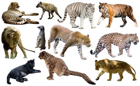 Image result for African Predators vs Predators