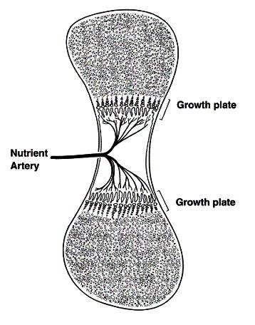 Image result for Process of Bone Formation