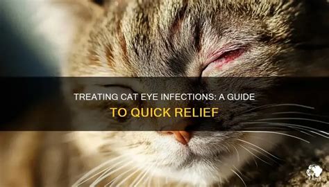 Treating Cat Eye Infections: A Guide To Quick Relief | PetShun