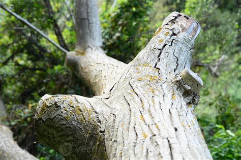 Image result for Old Fallen Tree Trunk