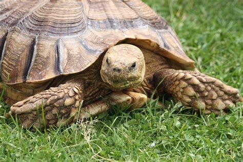 Free Images : nature, wildlife, turtle, reptile, fauna, head, tortoise ...