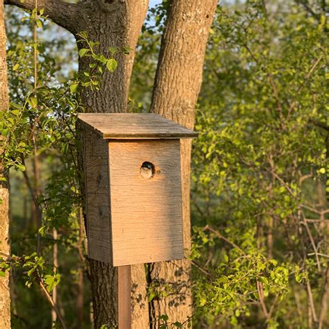Image result for Tree Swallow Boxes
