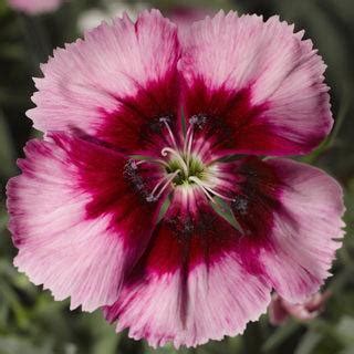 Dianthus Venti Parfait Crimson Eye Flower Seeds | Buy Online India ...