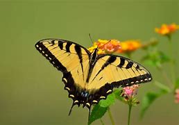Image result for Spring Animals Butterfly