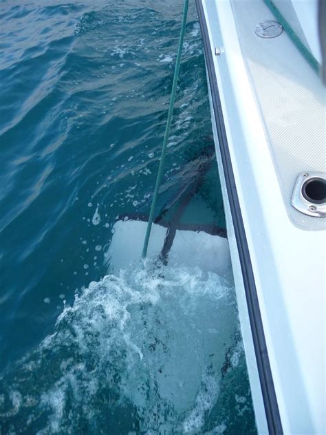 Image result for Using Trolling Bags