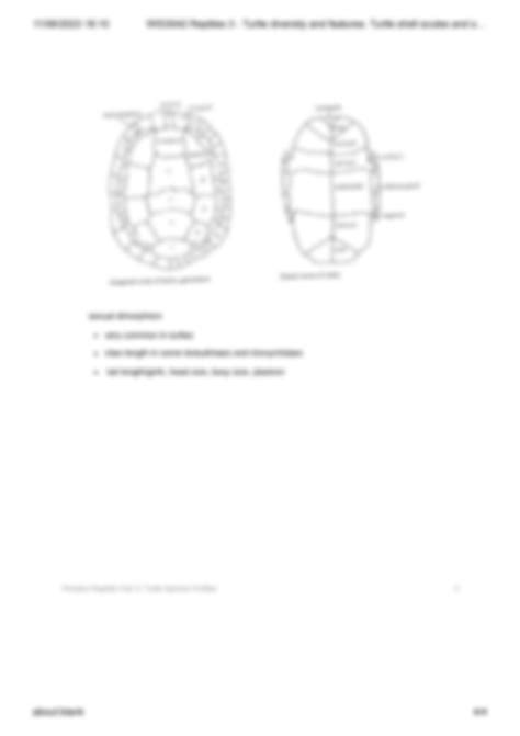 Image result for Turtle Shell Scutes