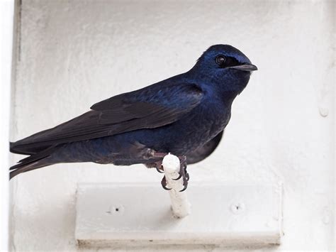 Purple Martins – The Post Newspaper