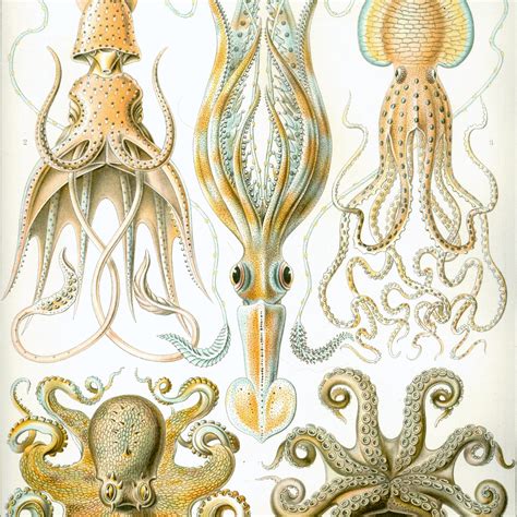 Fascinating Facts About Octopus Tentacles and Ink