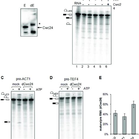 Image result for CWC DNA
