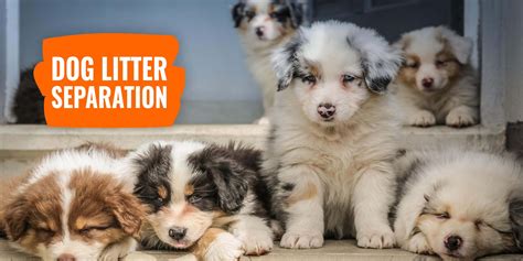 The Runt of the Litter — Definition, Health Implications & FAQ