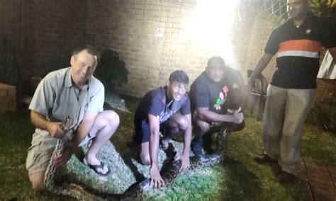 Image result for Catching Python Snakes