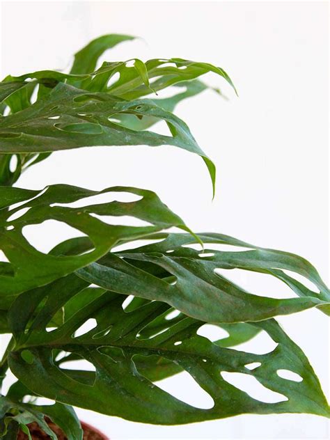Broken Heart Plant (Medium) – Greenkin