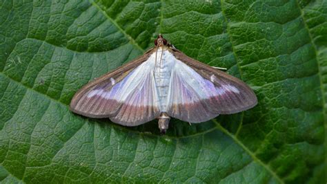 Image result for Box Tree Moth Control
