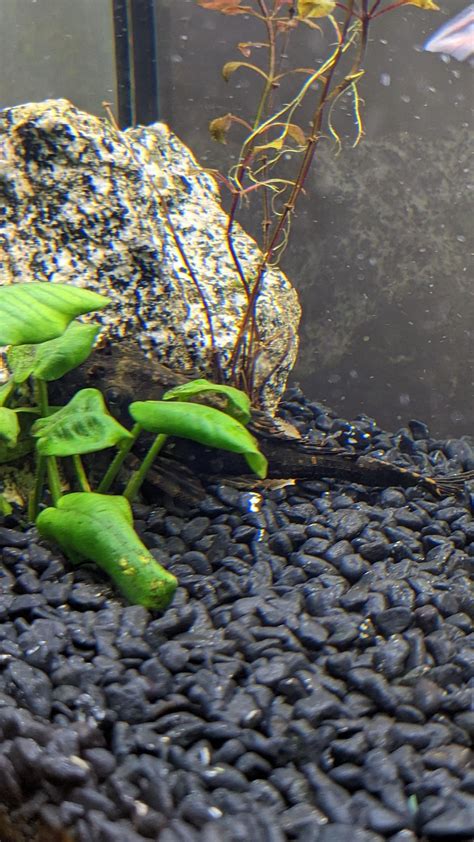 Just sharing my babies :) Guess what they are? : r/Fish