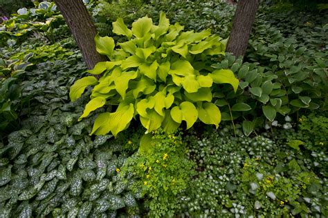 Hosta Plant: Care and Growing Guide