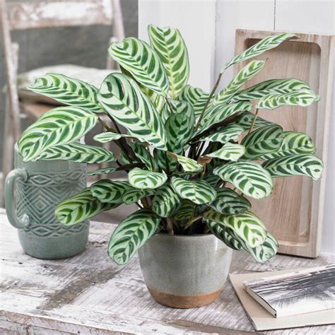 https://www.gardeningexpress.co.uk/media/catalog/product/cache/fa4e57de89a0fb1427d2c82c53fb200f/h/2/h26841_2.jpg